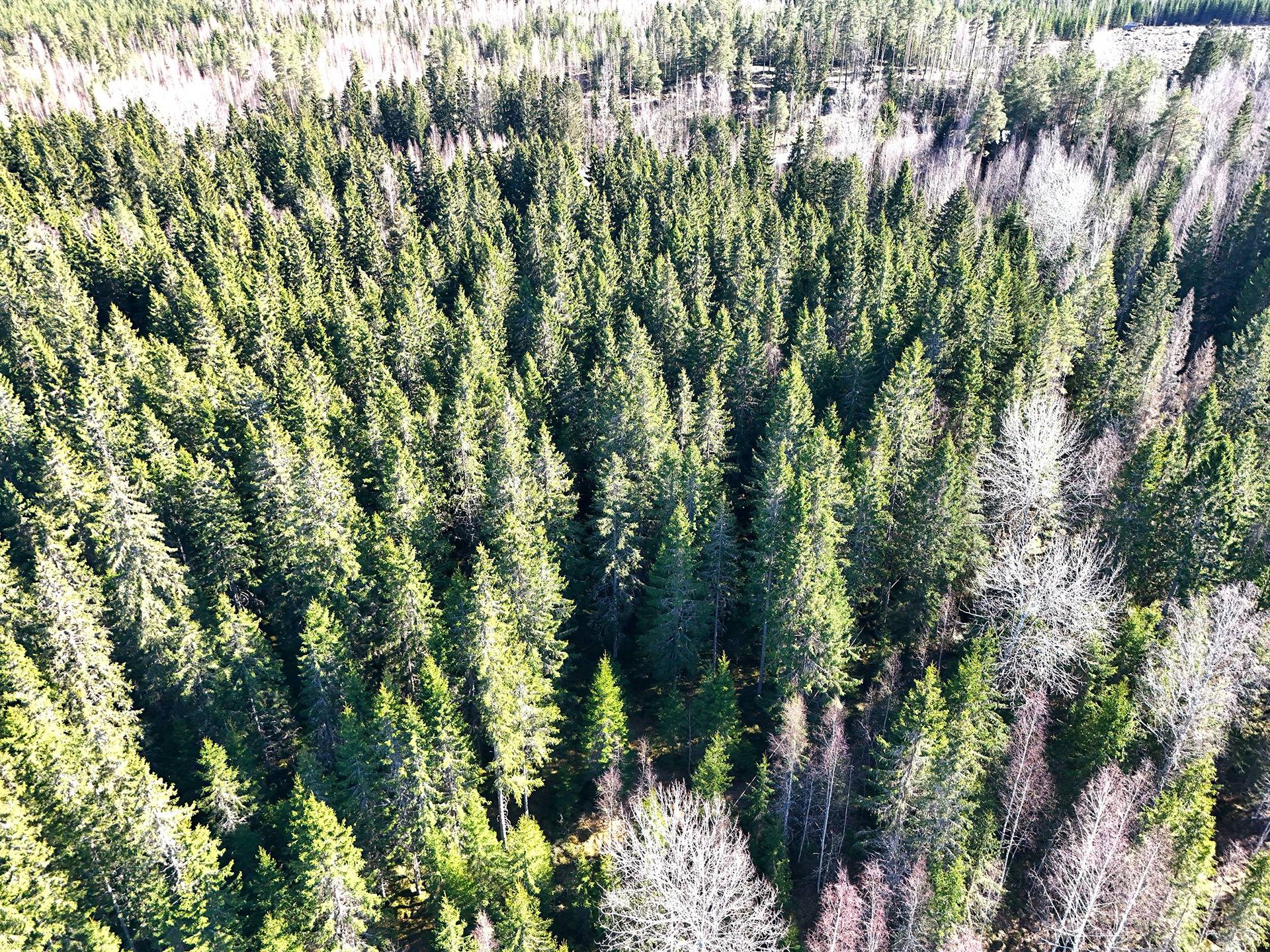 Ilvesmäkelä 1:47 1