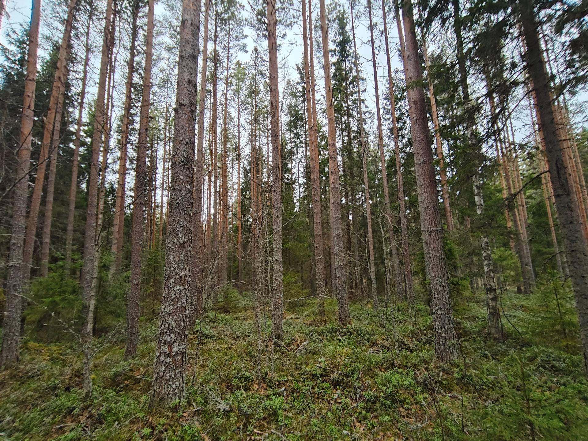 Berg 13:34, Tjöck 1