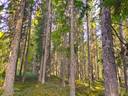 Kauhava Ojutjärvi HONKAVAINIO 12:324 metsätila 7,34 ha 1
