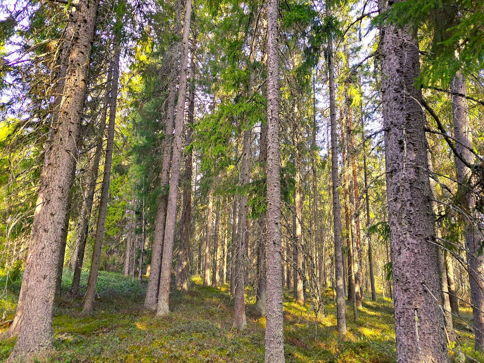 Kauhava Ojutjärvi HONKAVAINIO 12:324 metsätila 7,34 ha 1