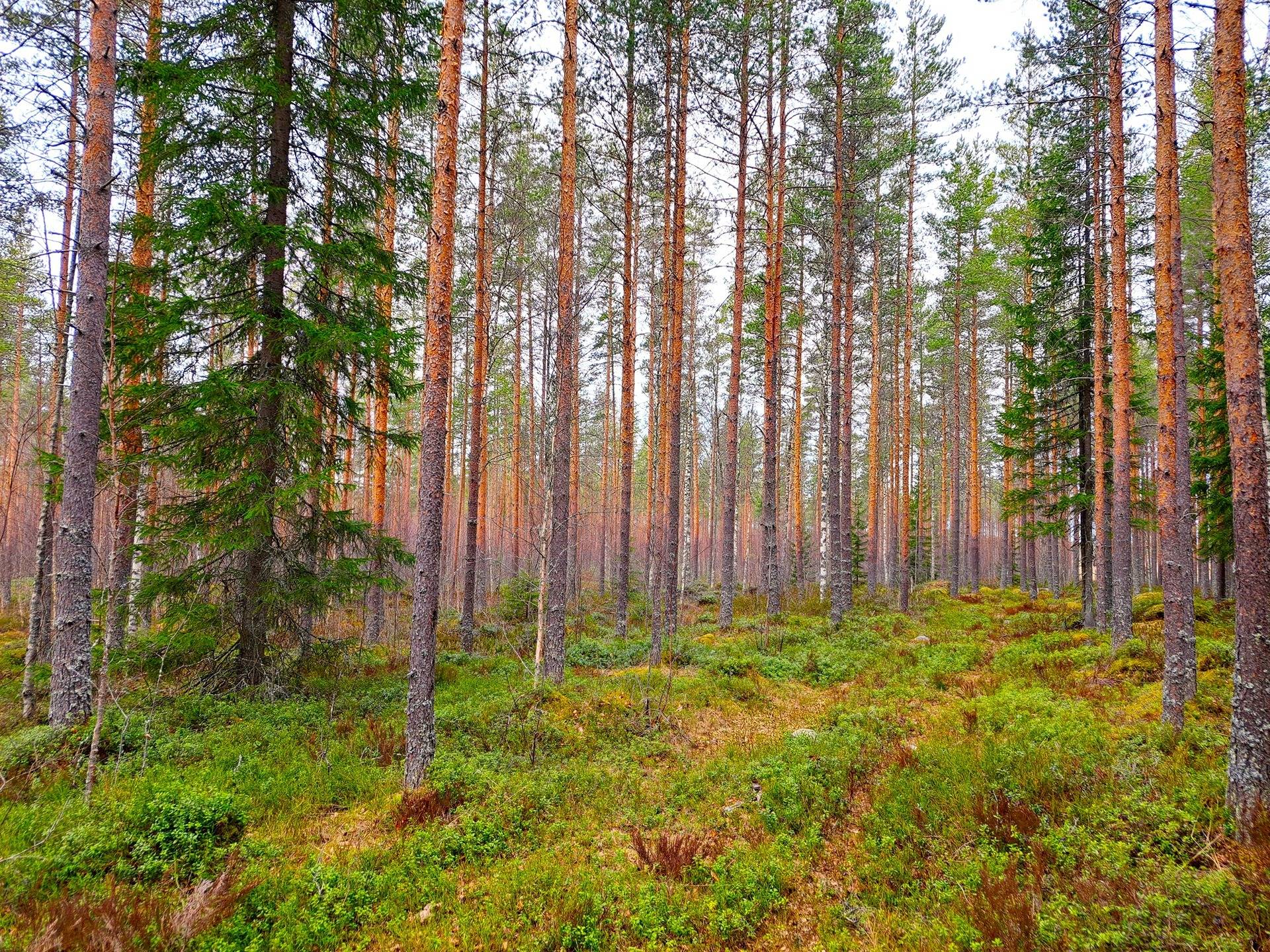 Perho Annala LISÄ-VIRTALA 133:59 metsätila 39,5 ha 1
