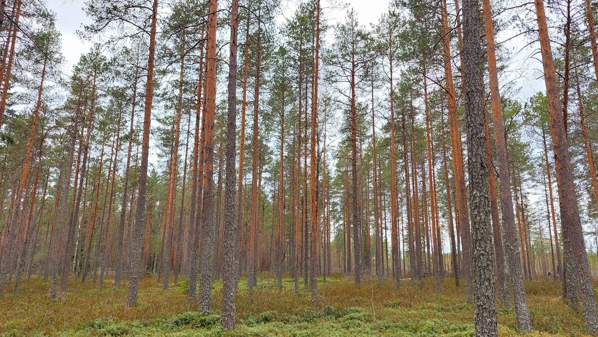 Sieppo 494-402-20-19 määräala 1