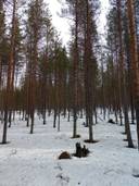 Mäntymetsät 698-408-96-4 1