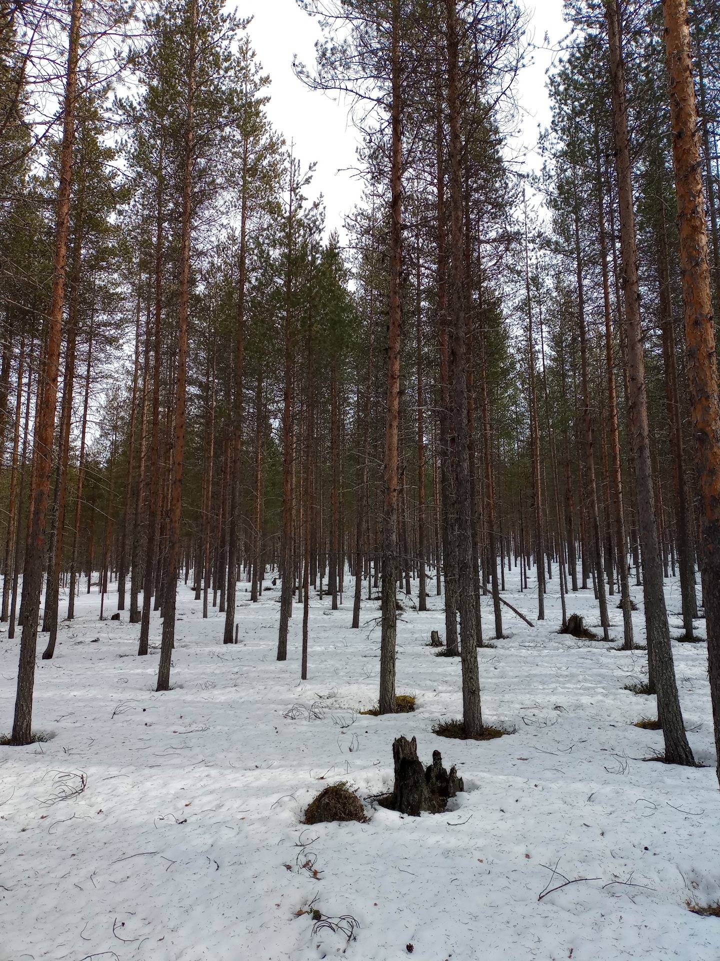 Mäntymetsät 698-408-96-4 1