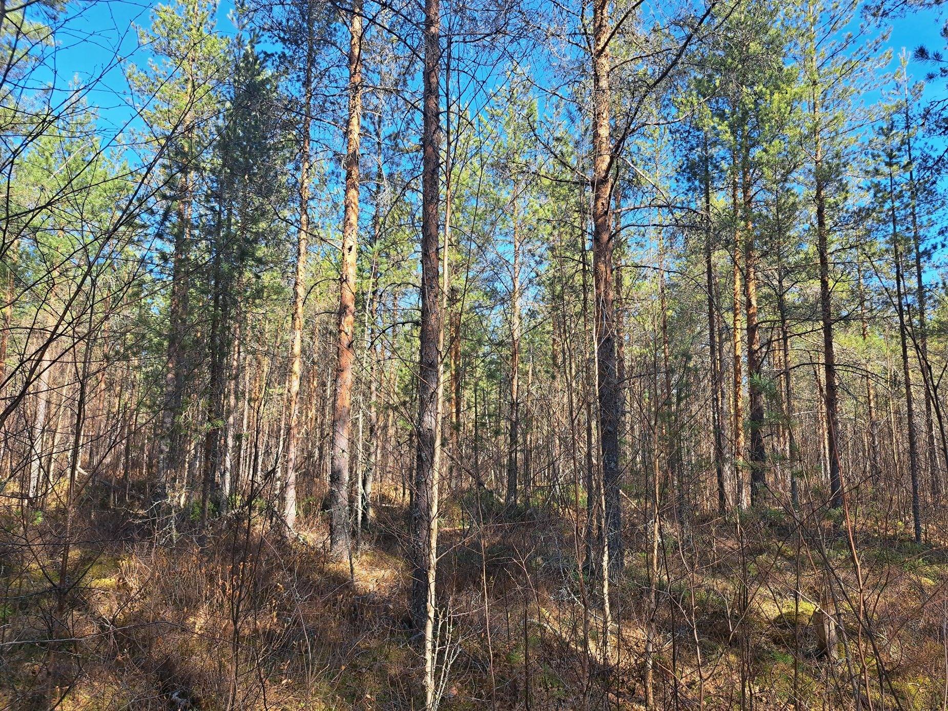 Ojanaho 791-431-6-12 1