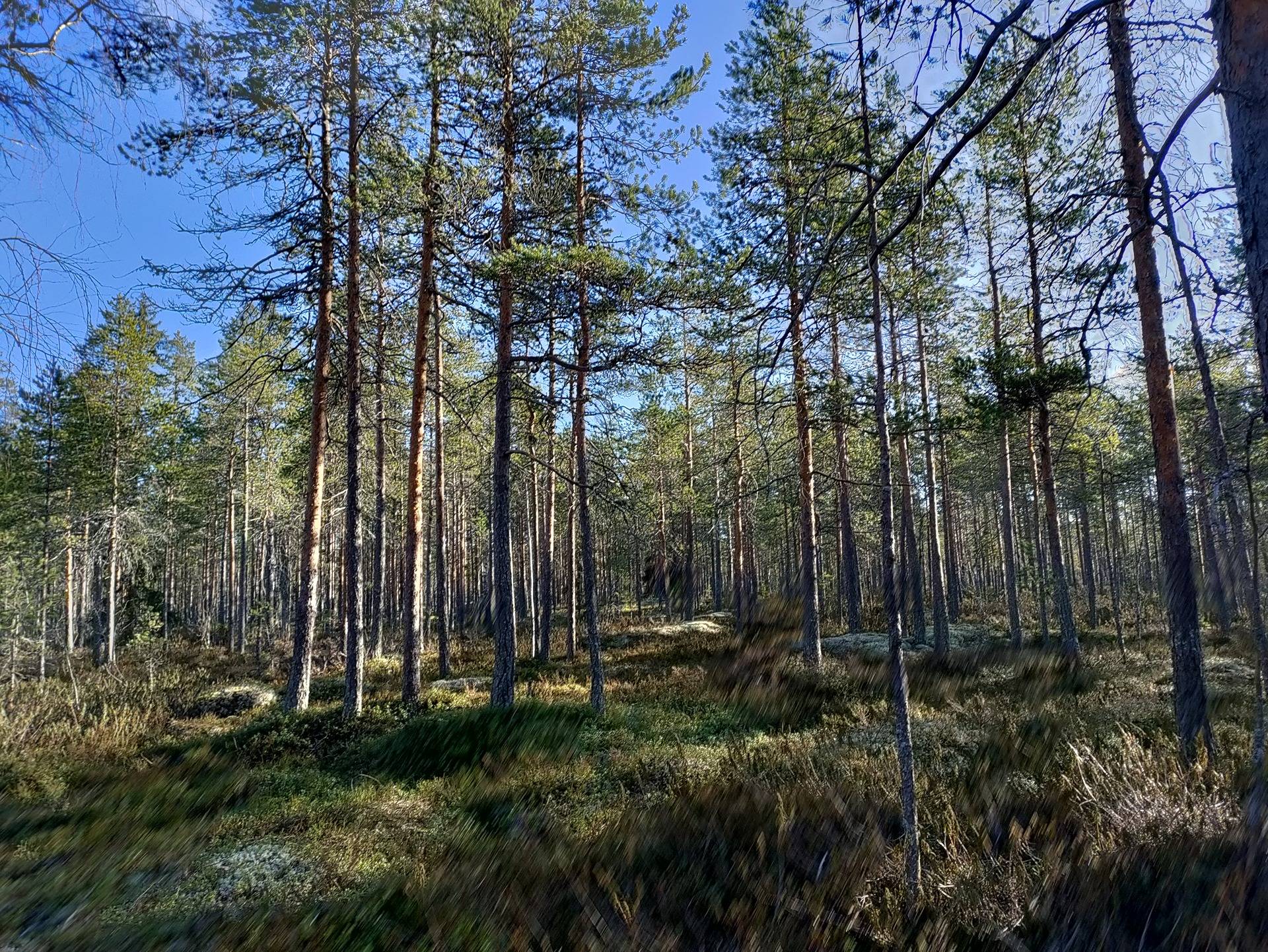 Kuusimäki 483-403-10-85 1