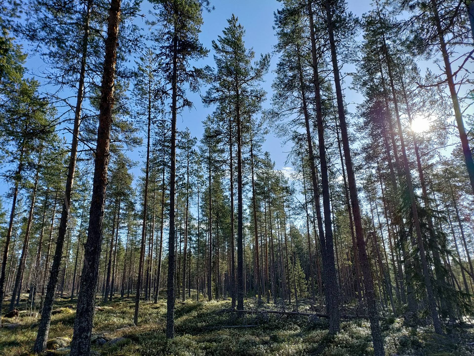 Cover photo for the object Kuusimäki 483-403-10-85