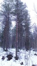 Juppo 698-410-12-1 1