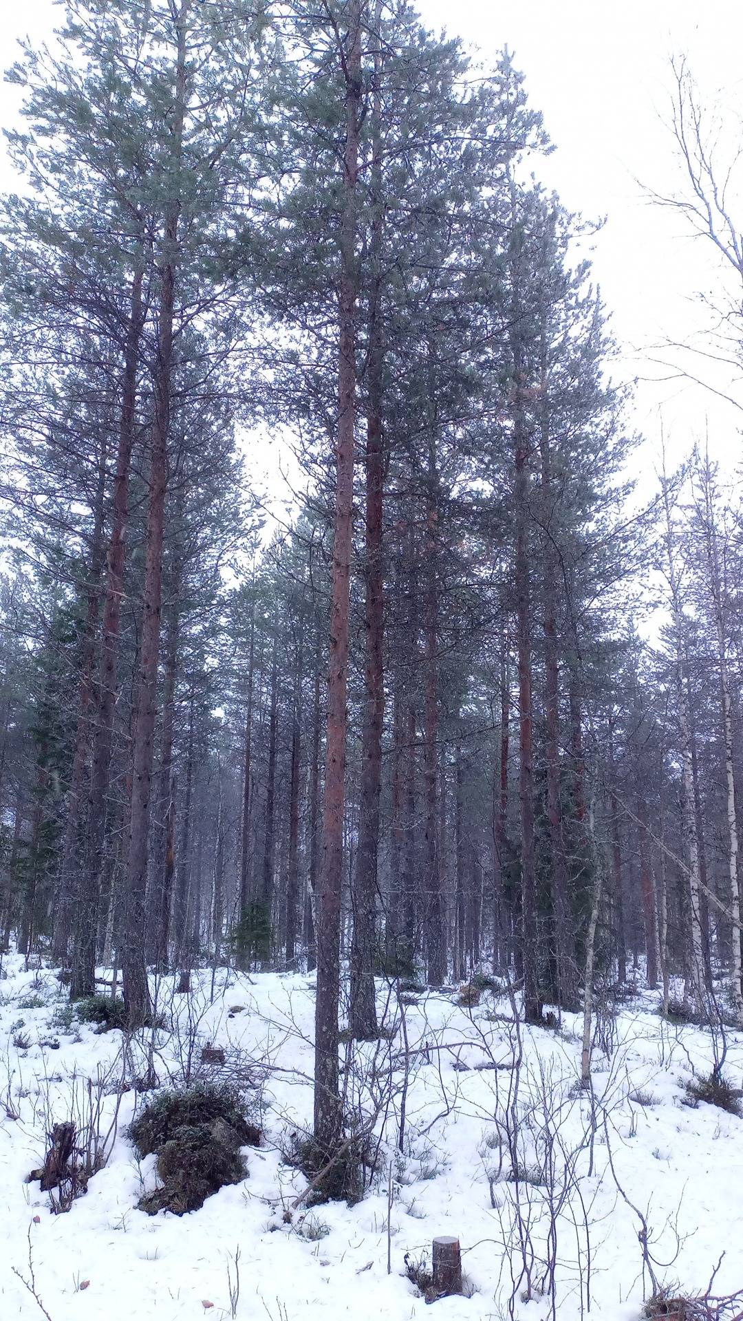 Juppo 698-410-12-1 1