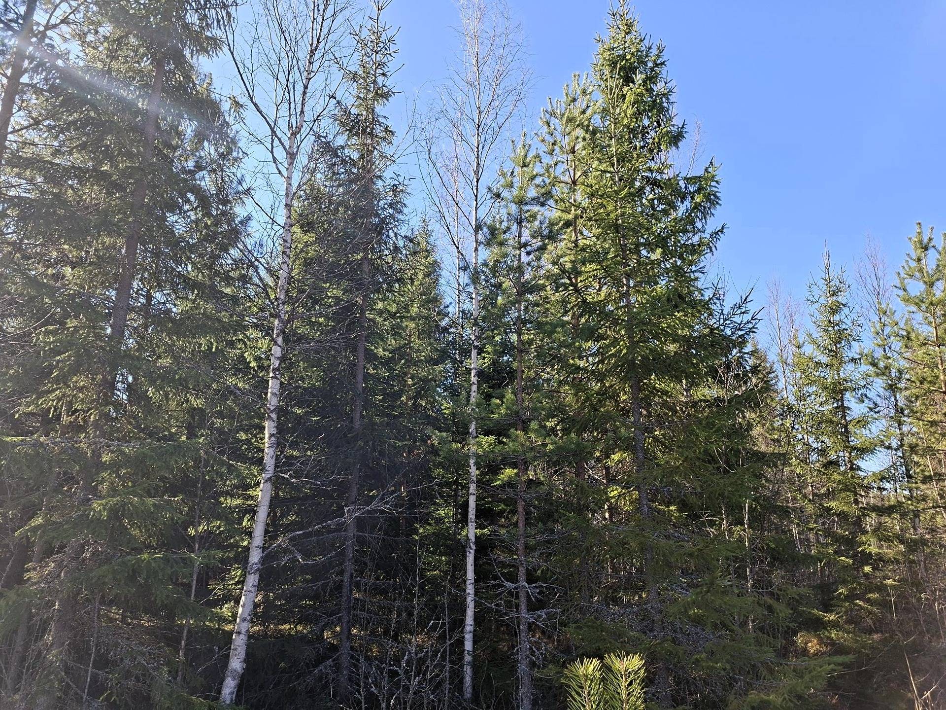 Metsä- ja peltotila Hääde 7:22 1