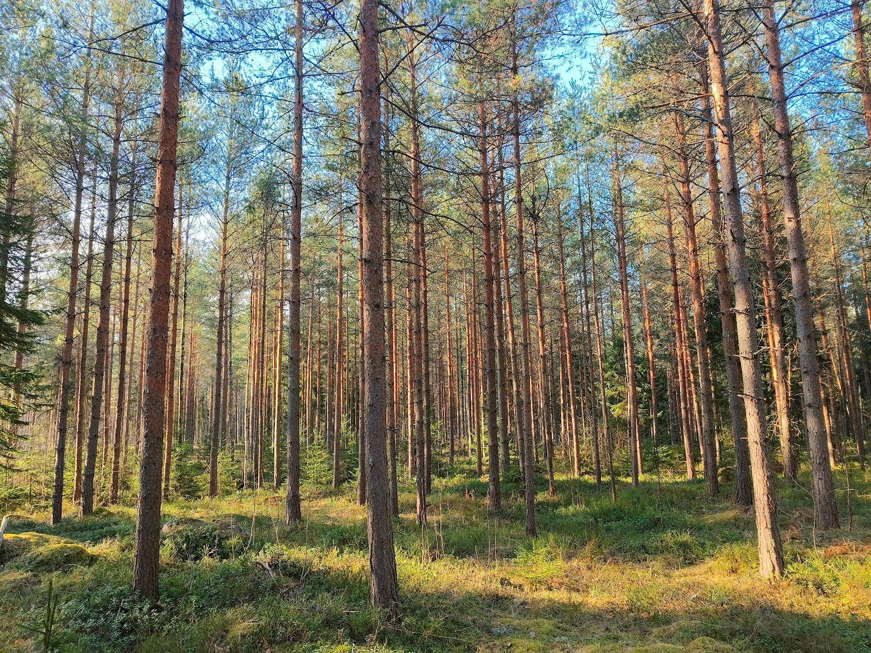 Marjametsä 75-408-2-23 1