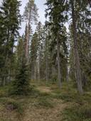 Jokiniemi 697-401-55-16 1