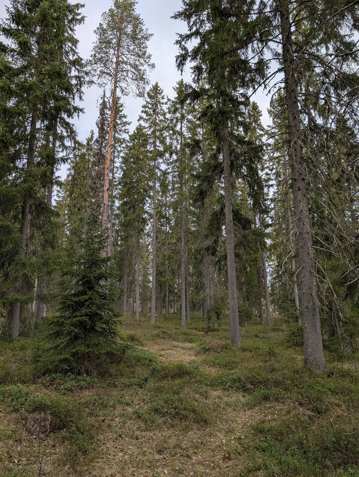 Jokiniemi 697-401-55-16 1