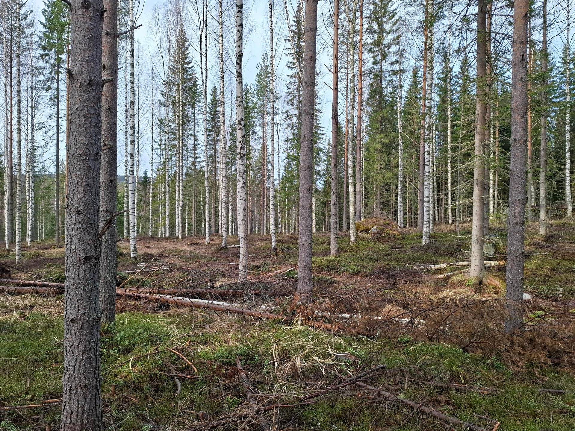 KOTANIEMI 276-408-28-34, Jero 1