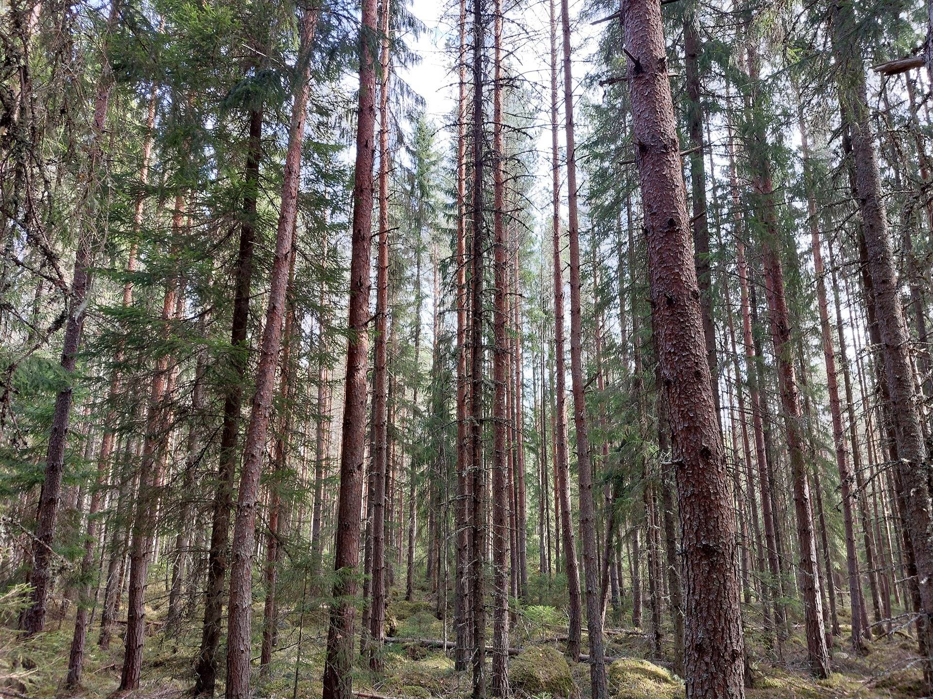 Keskipelto 7:42 määräala 1