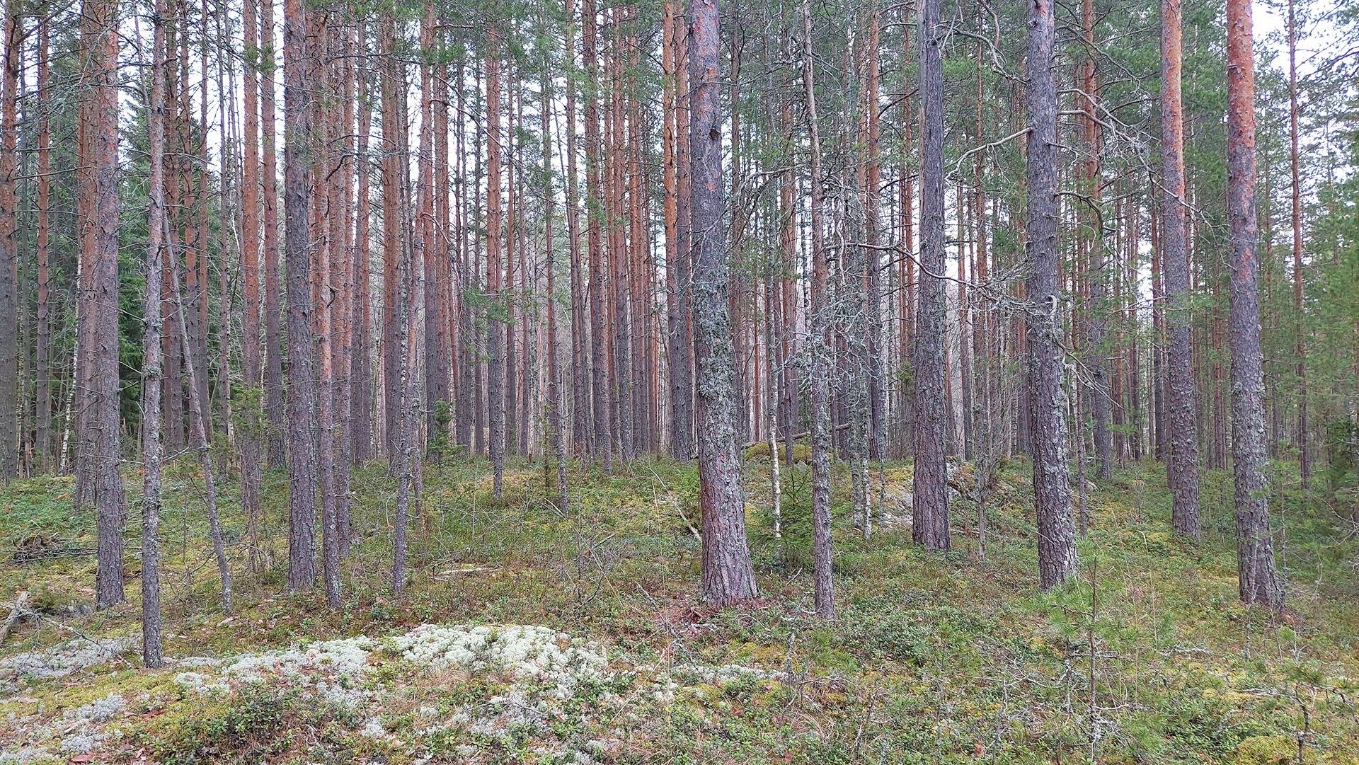 Halikko 831-437-1-188 Määräala Metsä + Rantatontti 1