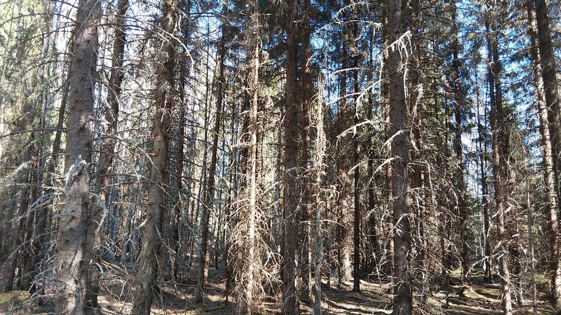 Pihkala 263-411-7-34 ja Sivula 263-411-61-4 1