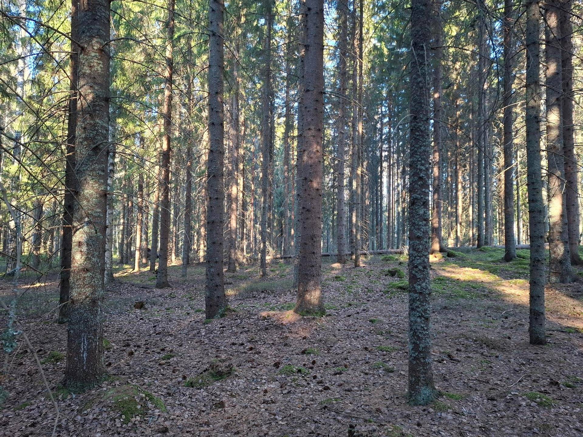 PELTOLA I 426-409-3-31, Roukalahti 1