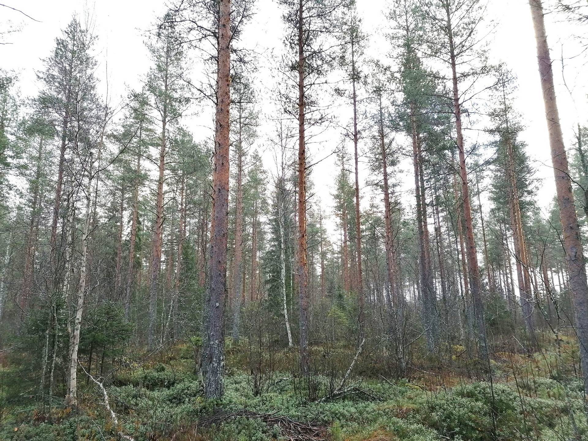 Päkkilä ma 425-402-12-31 1