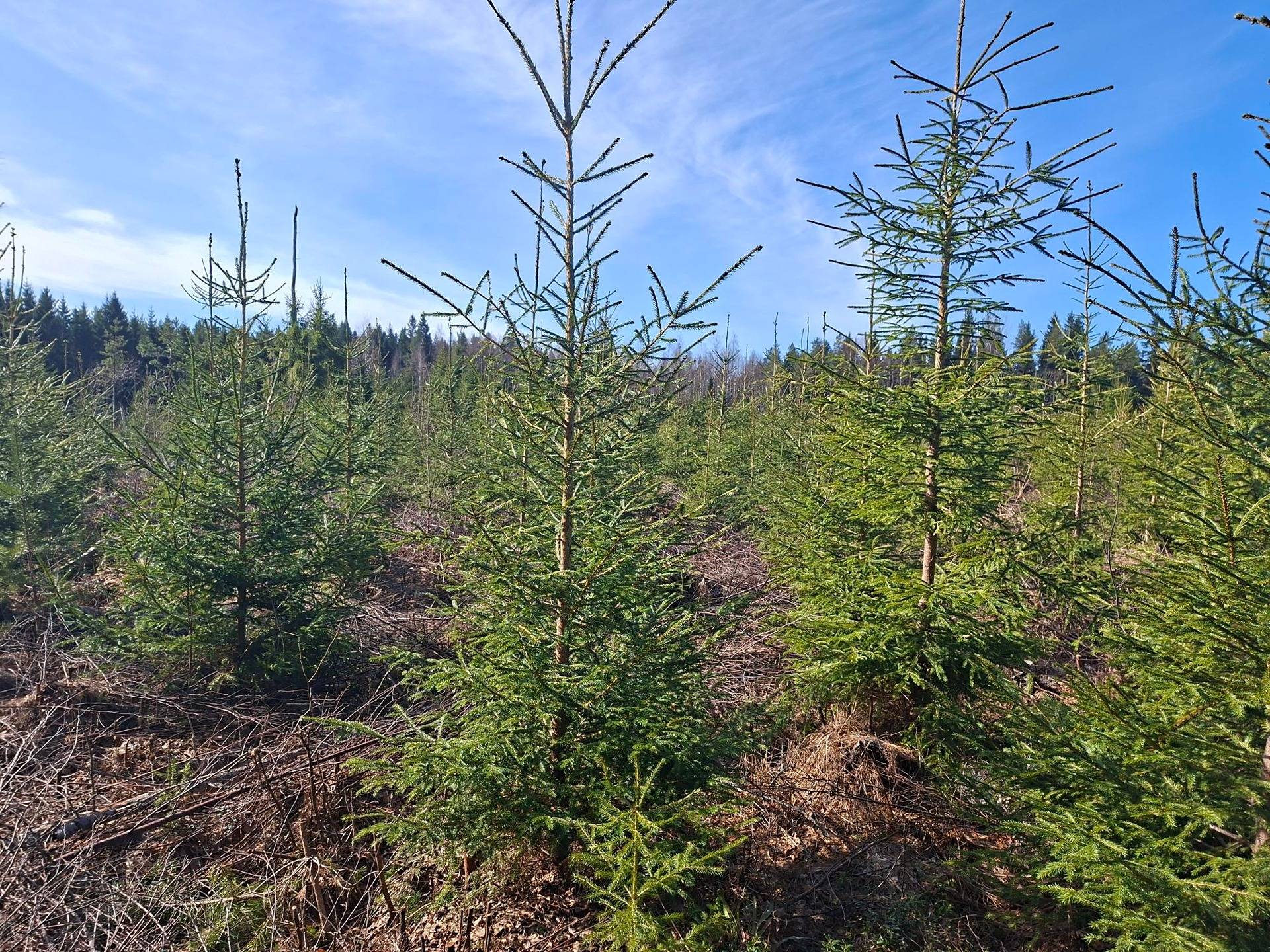 Metsätilat Pajunen 5:18 ja Viinikka II 4:32 1