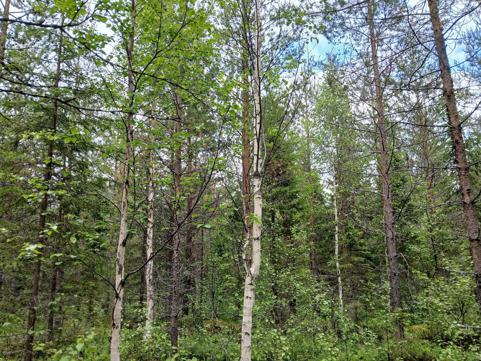 Kurkipalo 320-415-52-3 1