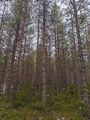 Ryömylä 832-407-6-5 1