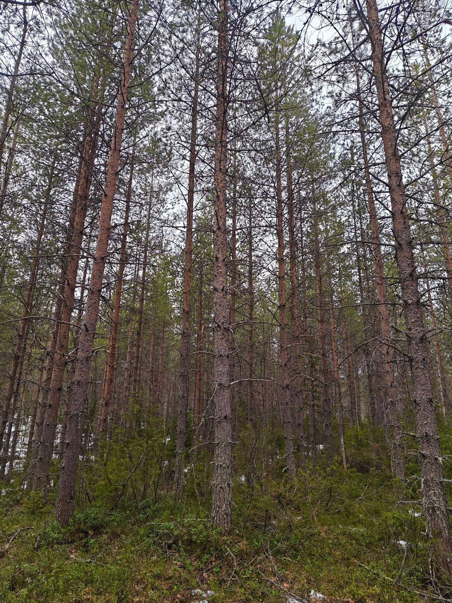 Ryömylä 832-407-6-5 1