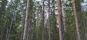 176-414-11-34 VAARAPELTO, Timovaara 1