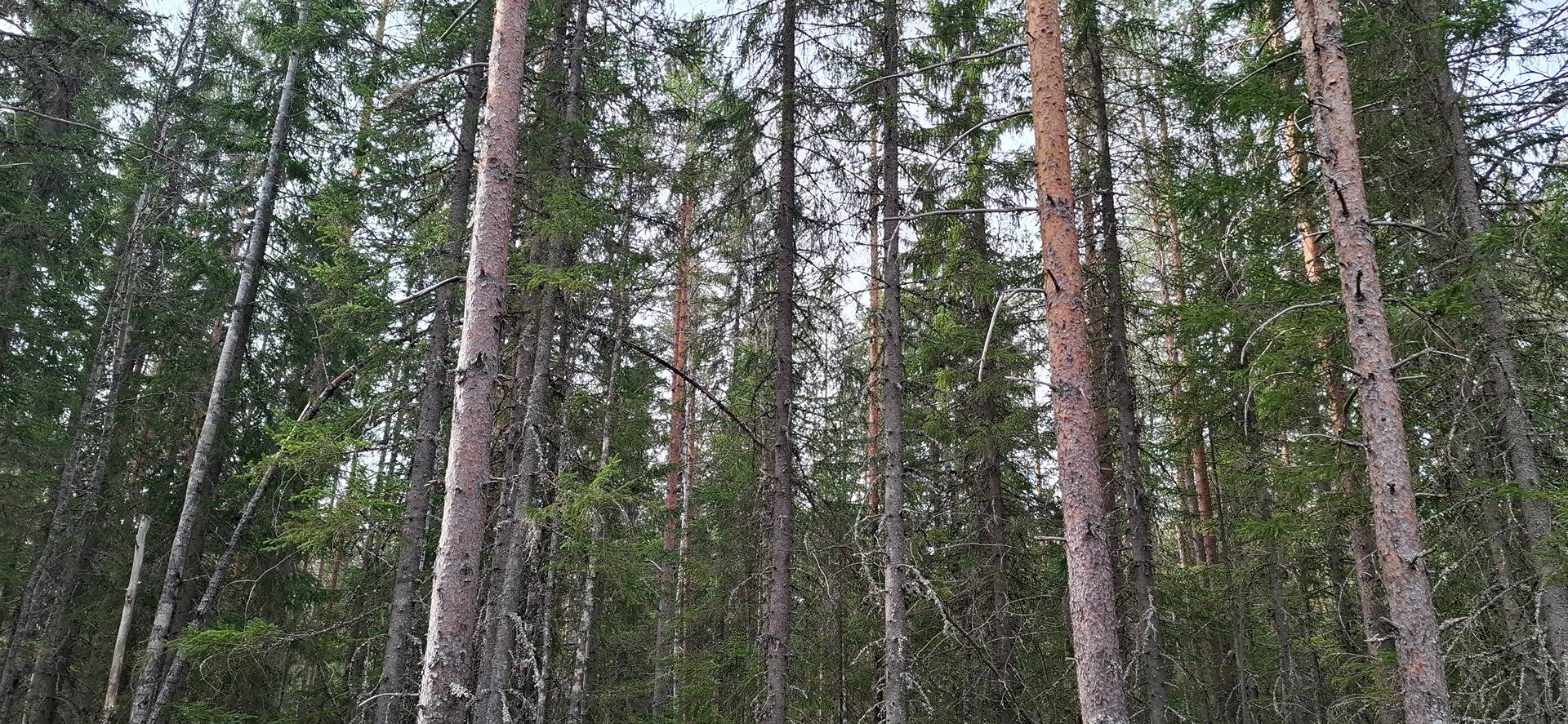 176-414-11-34 VAARAPELTO, Timovaara 1