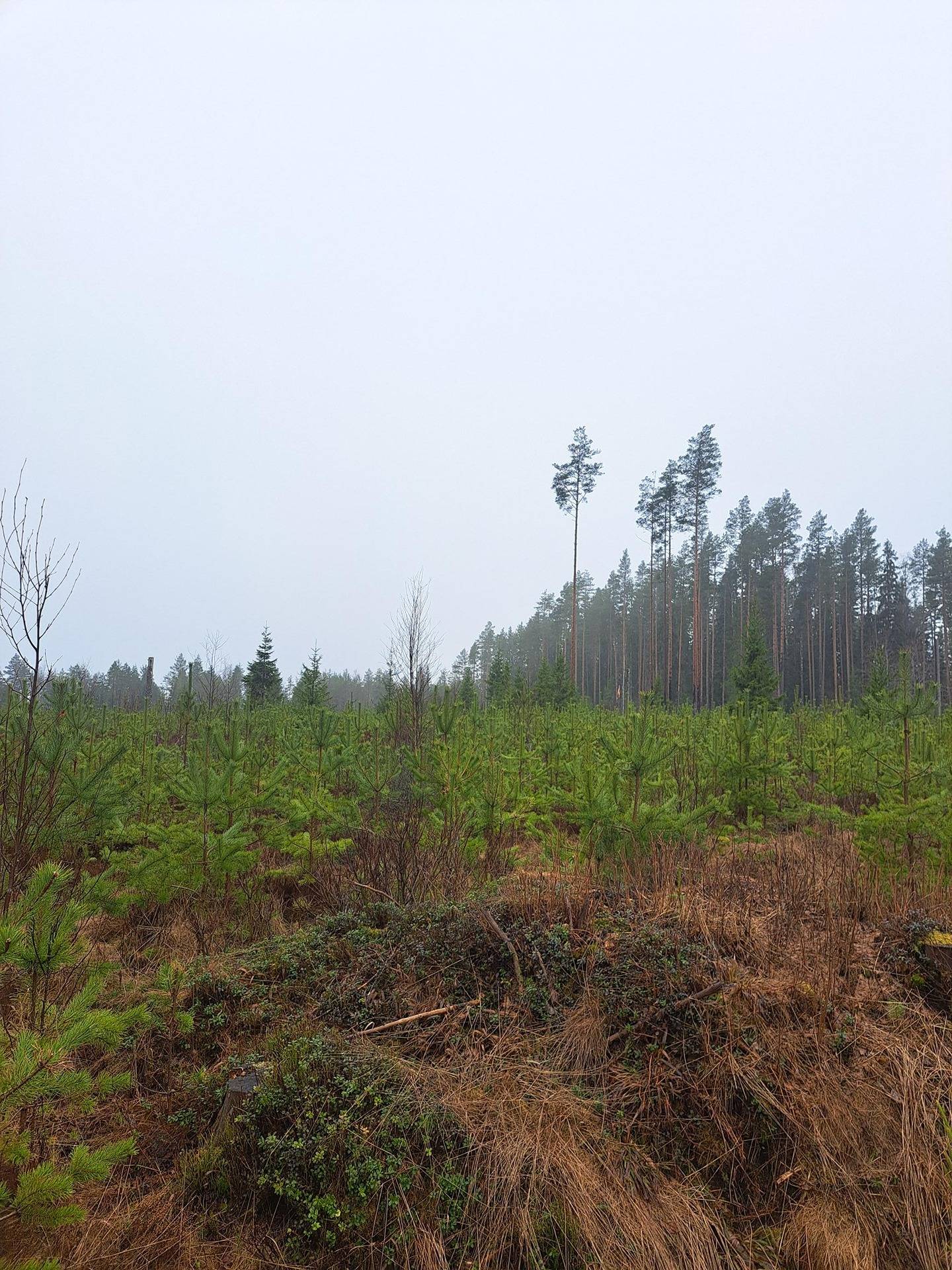 YLITALO OSA 151-405-5-60 1