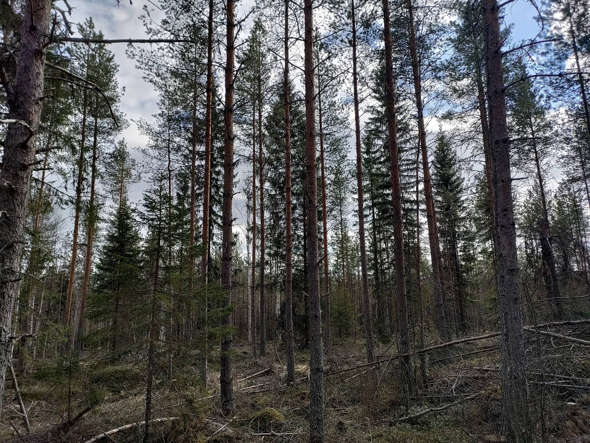 Pesuankangas 678-418-1-109 1