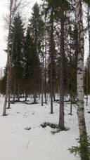 Rääsikkö 698-402-224-2 1