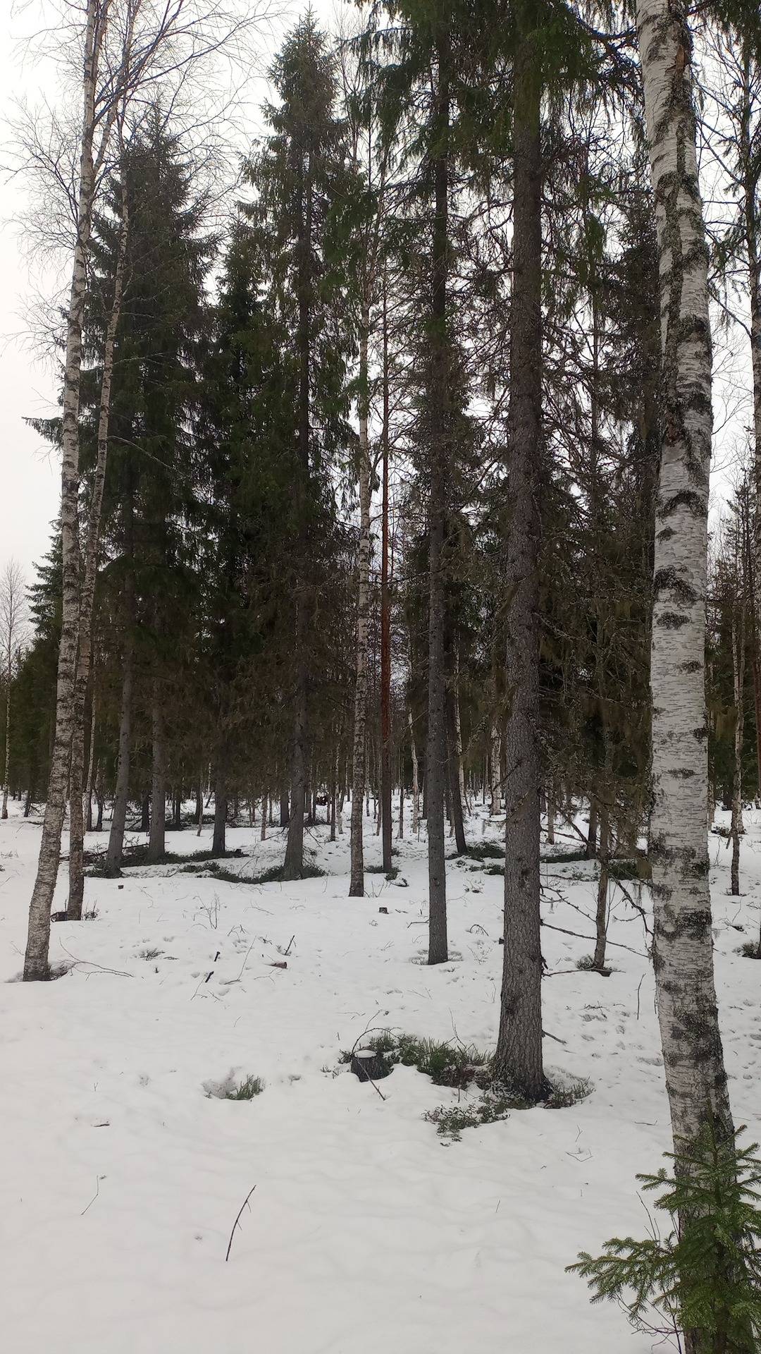 Rääsikkö 698-402-224-2 1