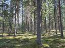Häikiänpää 1:59 (90-423-1-59) Häikiänsuo 1:33 (90-423-1-33) ja Lammensyrjä 3:12 (90-423-3-12) 1