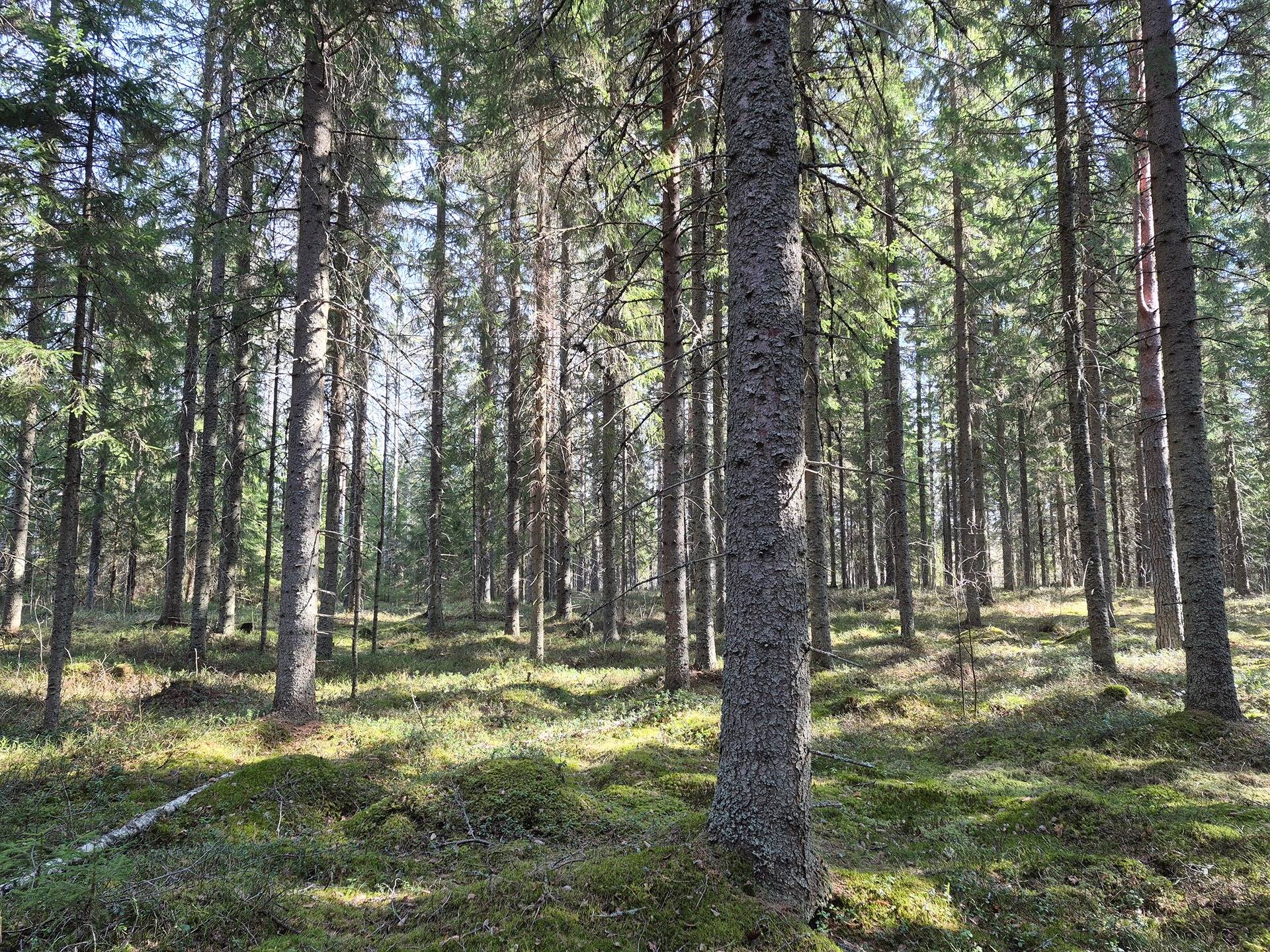 Häikiänpää 1:59 (90-423-1-59) Häikiänsuo 1:33 (90-423-1-33) ja Lammensyrjä 3:12 (90-423-3-12) 1