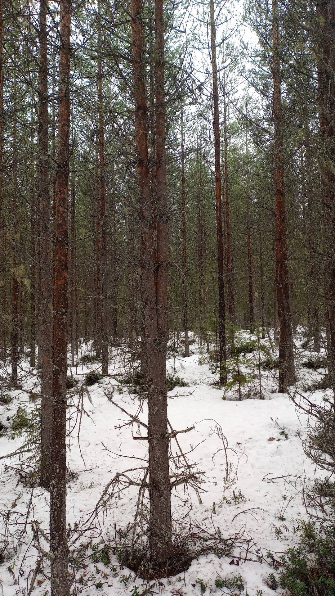 Keta 698-401-222-2, Ketanoja 698-409-3-88 ja Pahkamaa 698-409-3-85 1