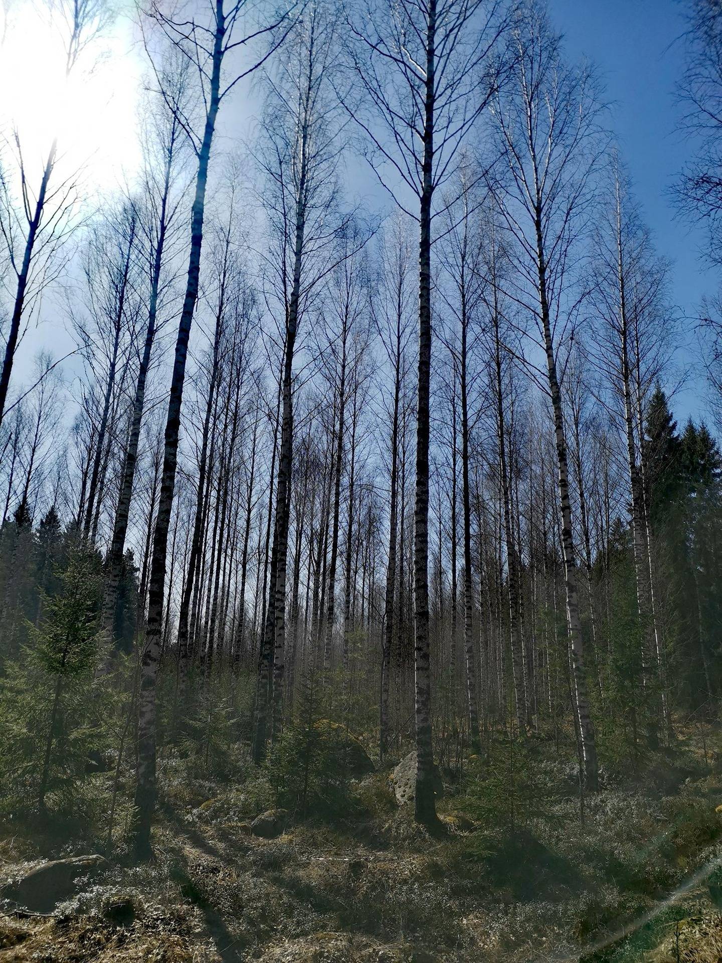 Metsätila(Määräala), noin 6,95 ha; Paavola; 50-404-1-135 Eura, Honkilahdenraitti 1