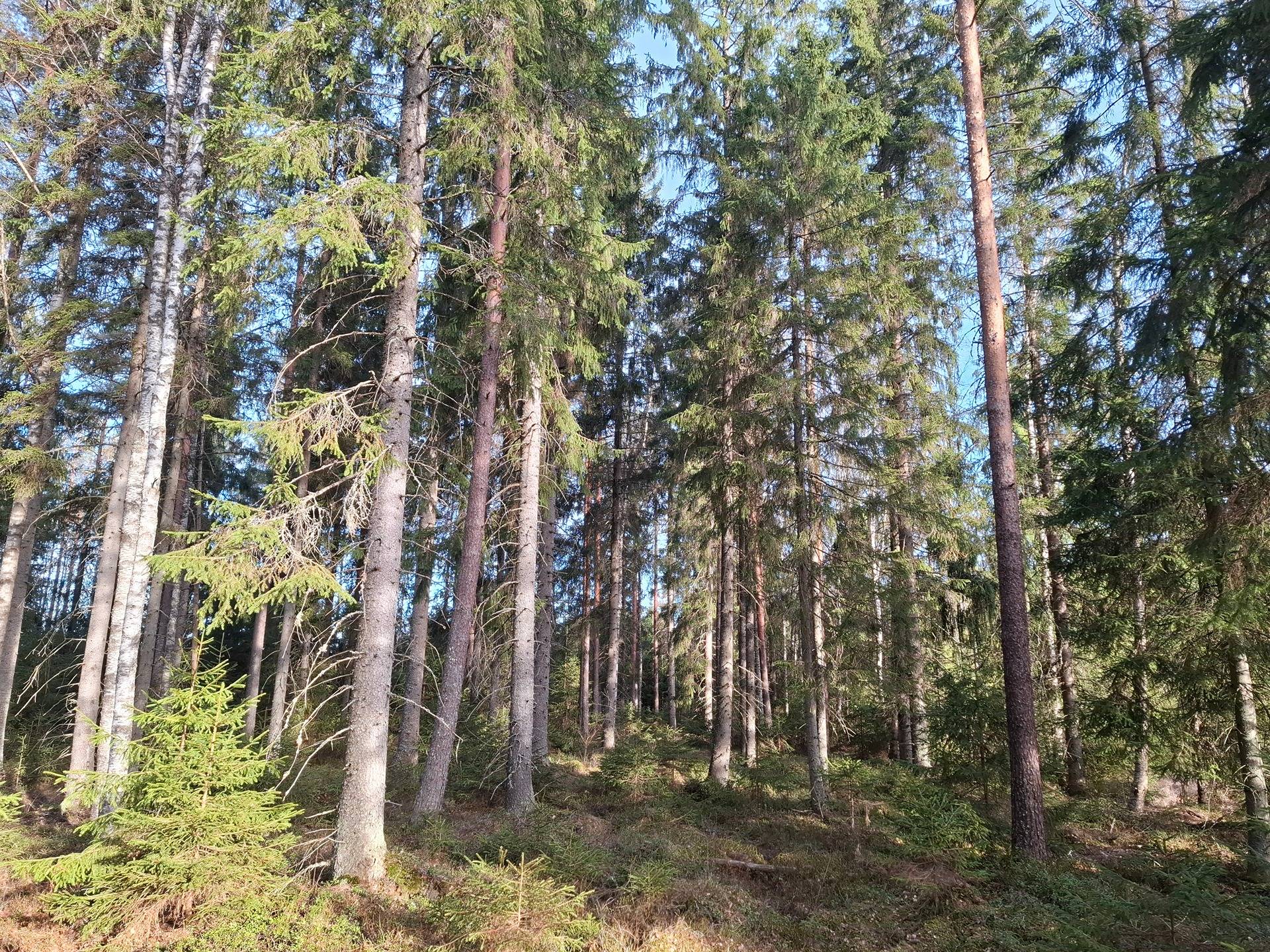 REVONKORPI 790-467-6-30 1