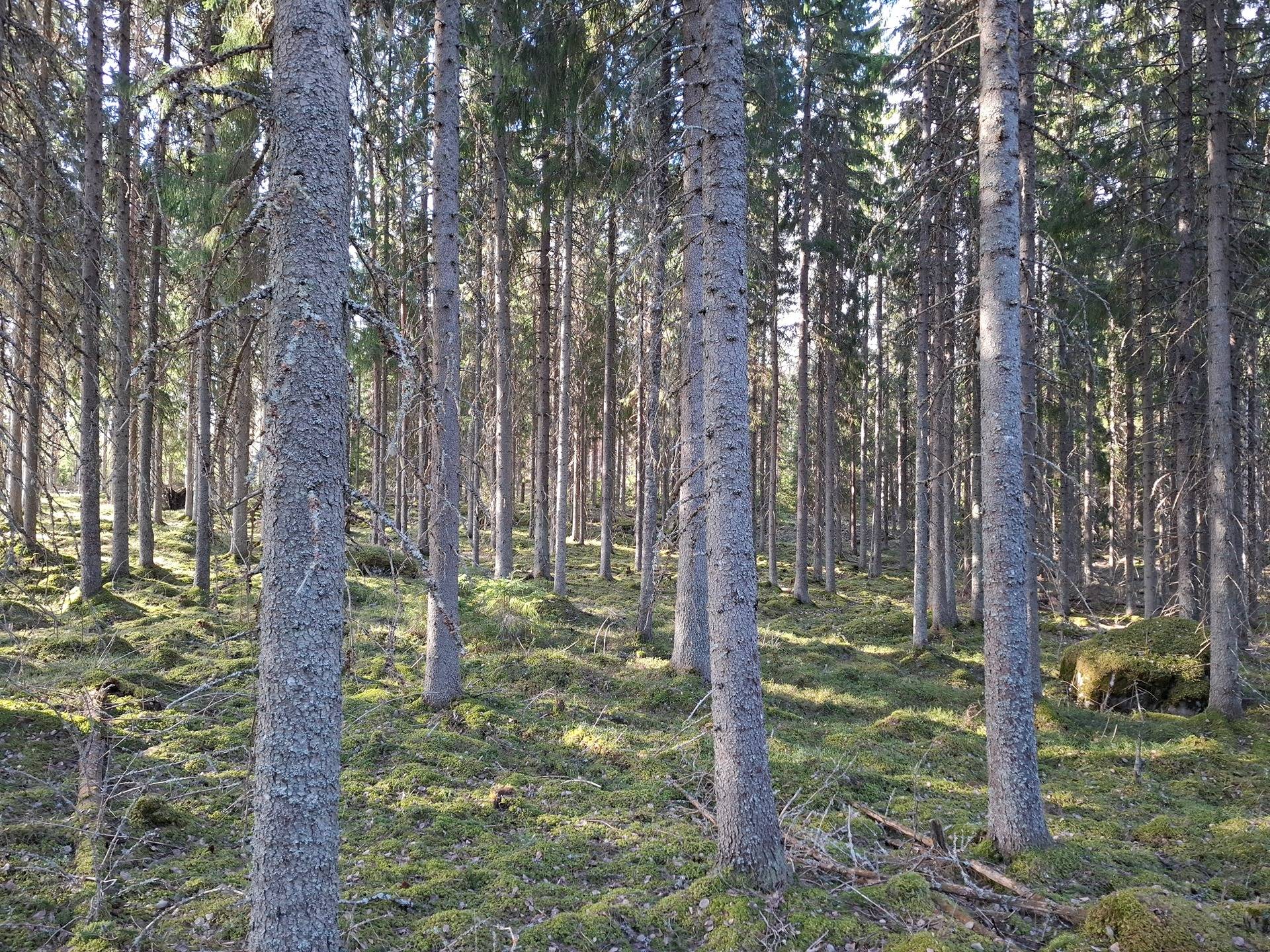 REVONMETSÄ 790-459-2-20 1