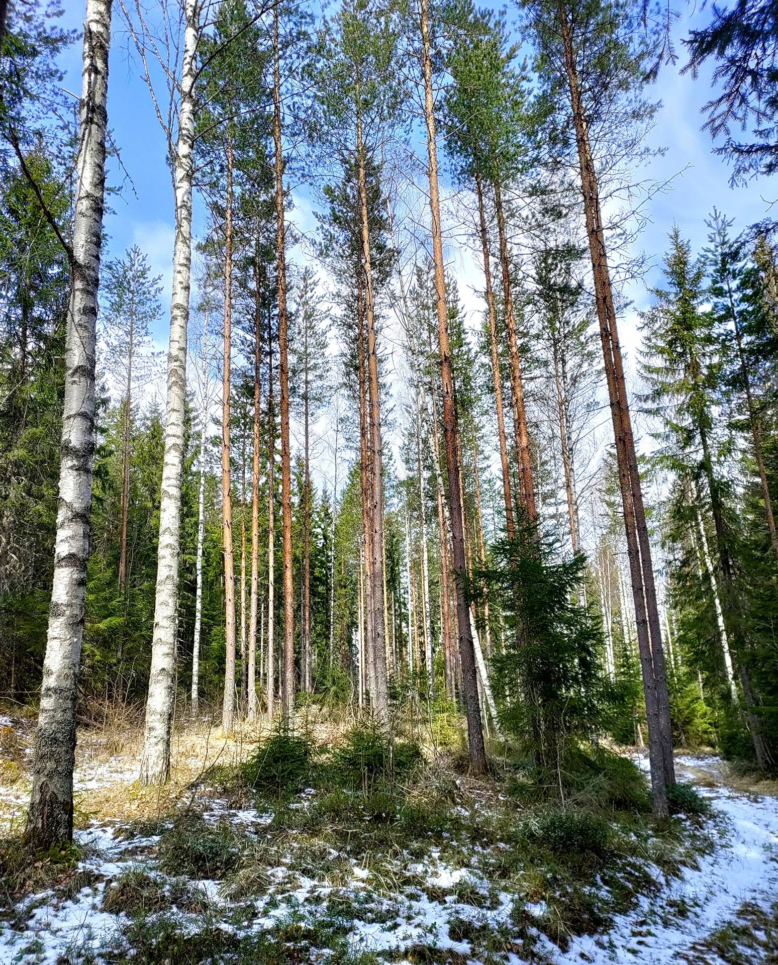 686-404-4-59 Pikku-Serkku 1
