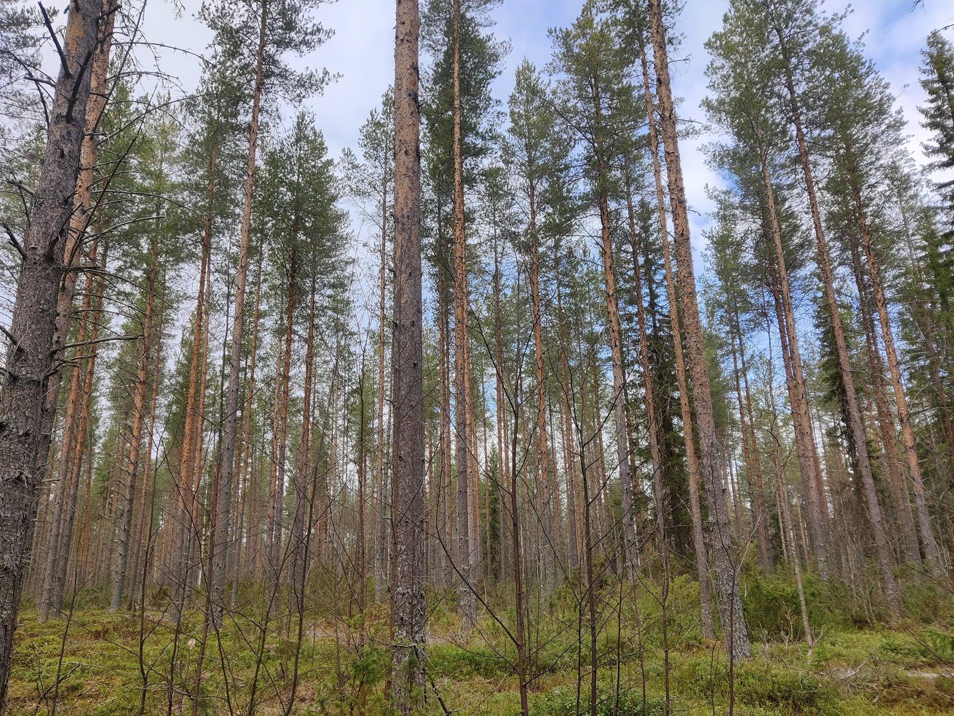 Laskuaho 765-406-8-11 1