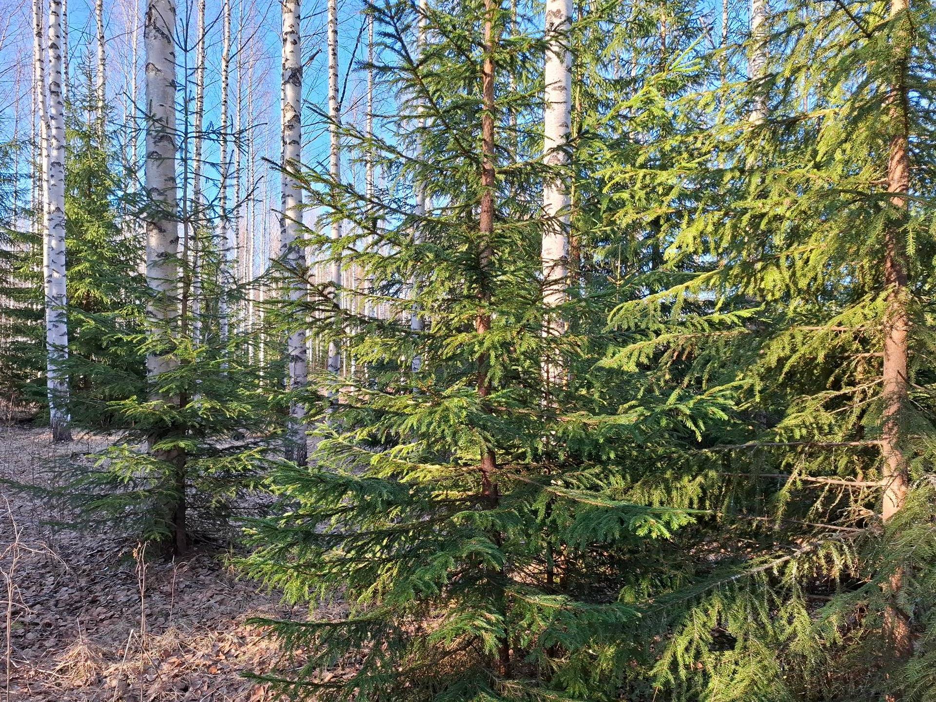 EEVINPELTO 276-405-21-5, Mönni 1