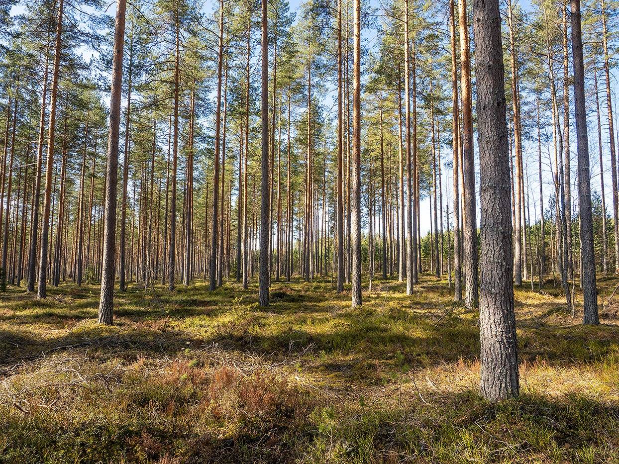 Cover photo for the object Välimäki 739-421-7-467