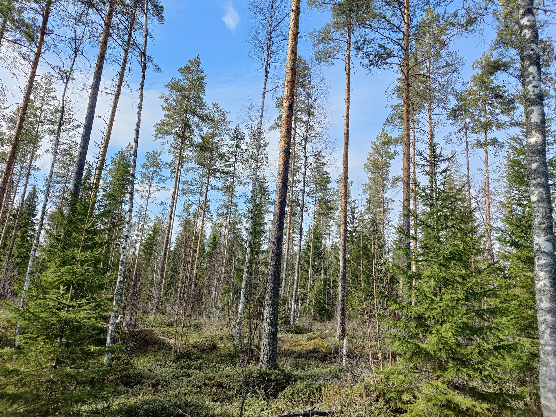 977-401-1-85 JUUSIROINEN 1