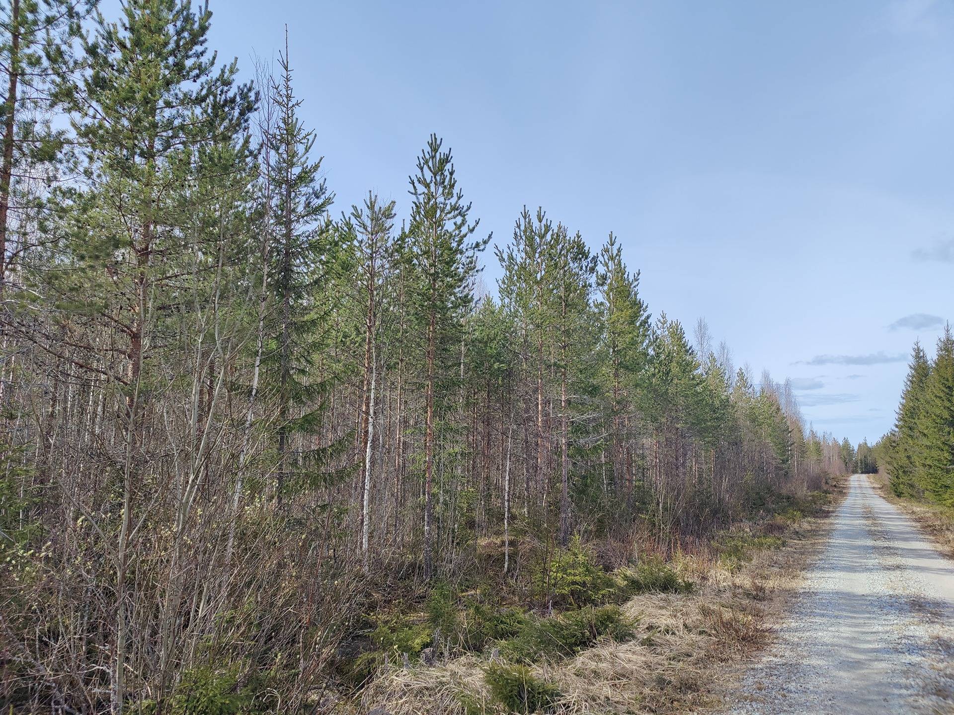 977-406-37-66 LATVAKUUSIKKO 1