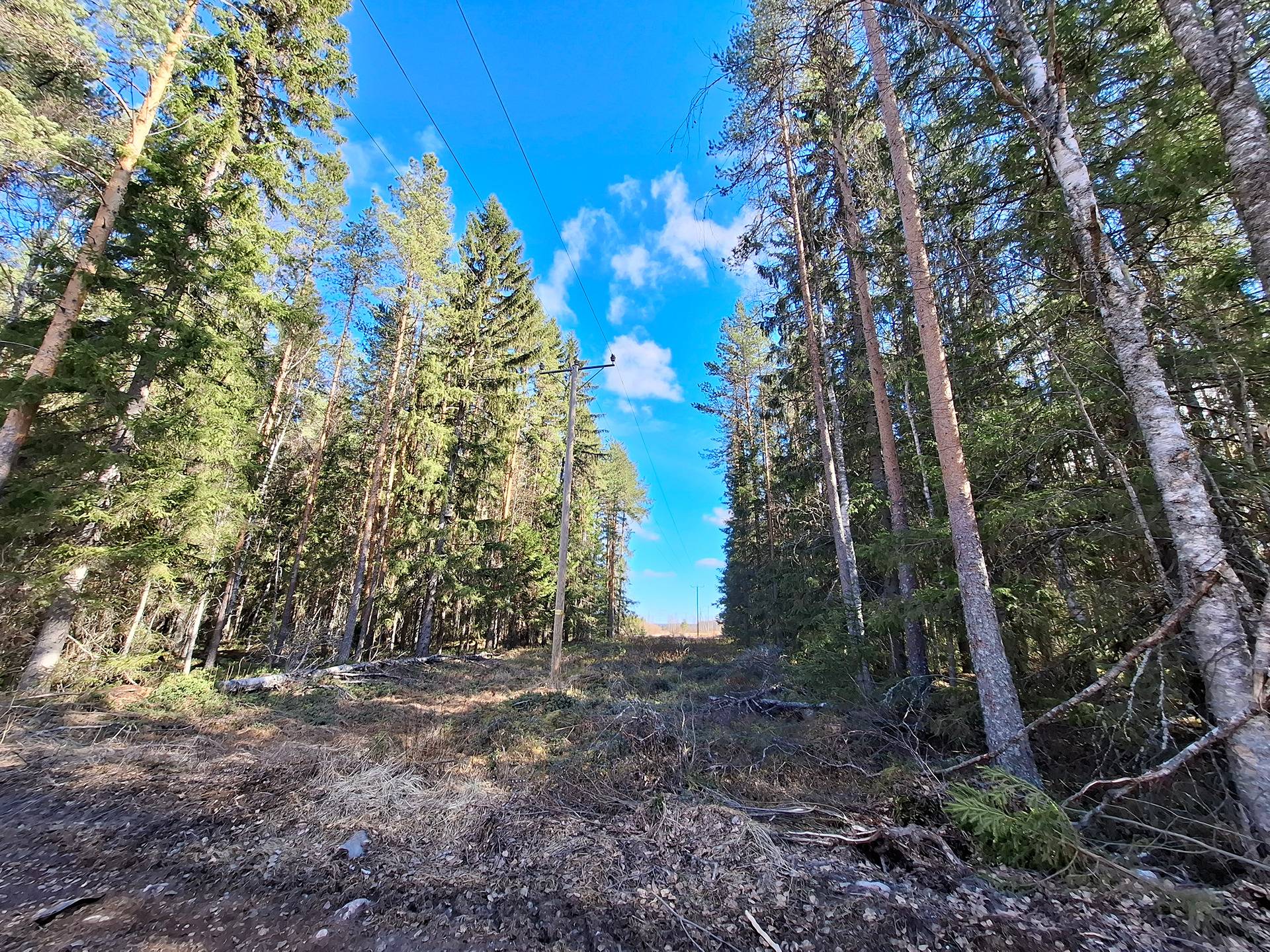 Kananvarvas 859-415-11-20 1