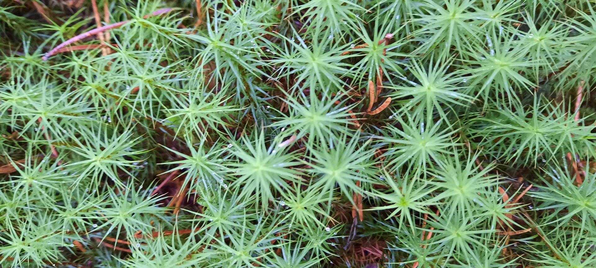 del av/osa Lund 69:0, Östersolf 1