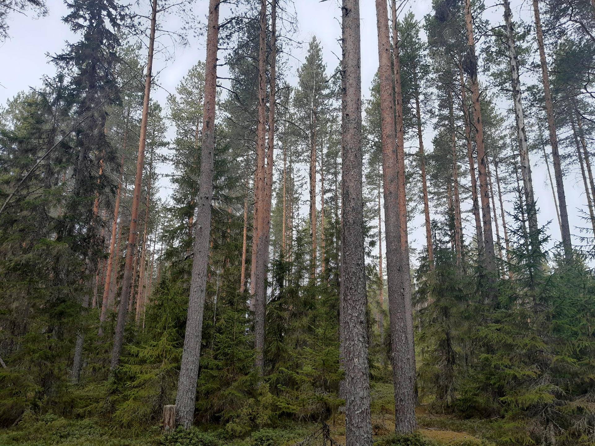 Ojakorpi 729-401-86-2 1