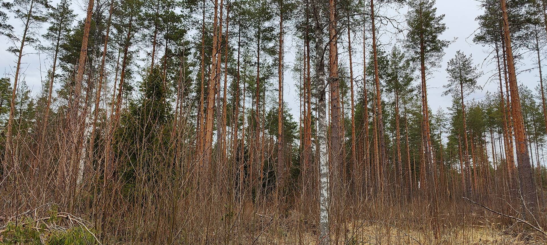 Kaksi tilaa Siikaisissa rakennuksilla, Pentinniemi ja Hakala 1