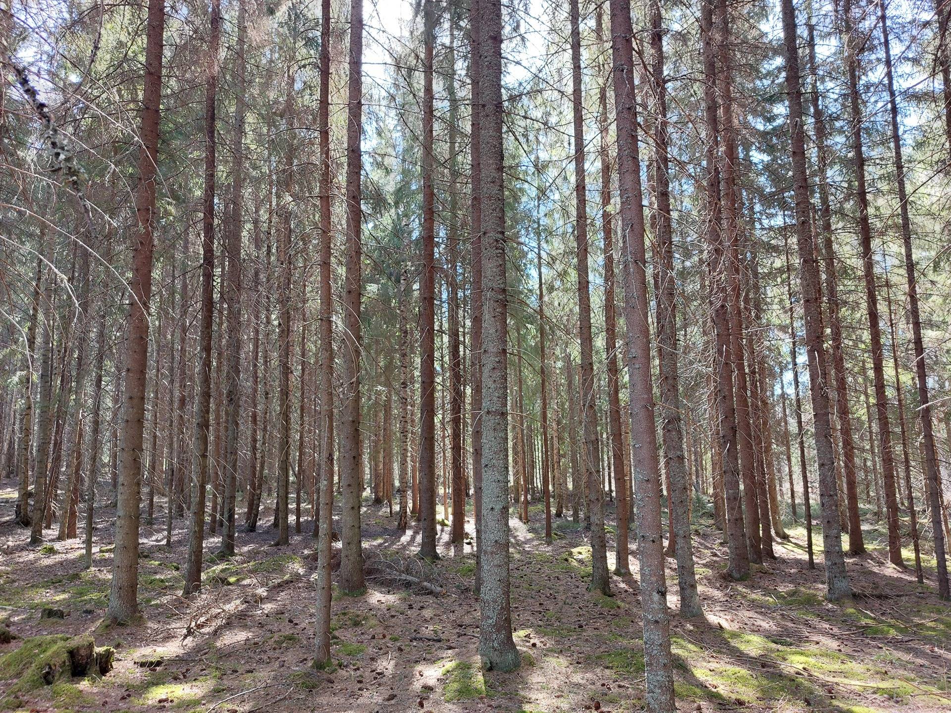 Metsäpelto 689-413-4-53 ja Savipohja 689-408-2-47, määräala 1